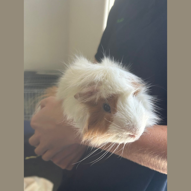 Photo of Spotty