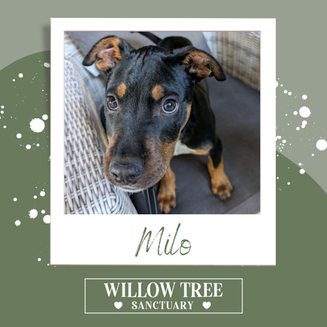 Photo of Milo