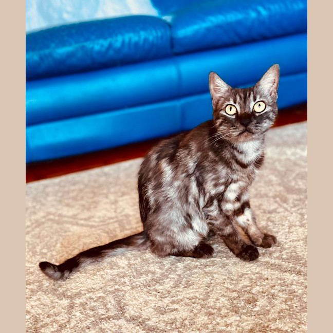 Photo of Nova