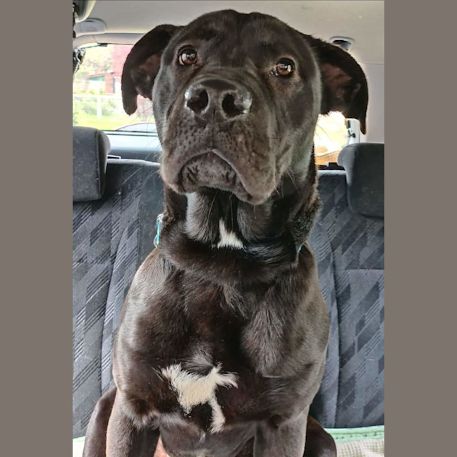 Photo of Cosmo