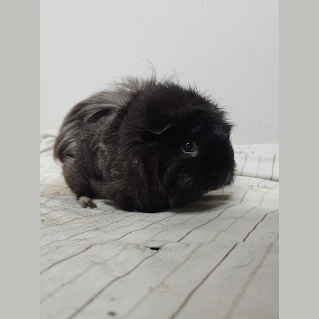 Photo of Biscuit
