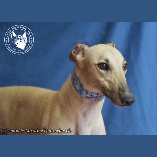 Photo of Luna    Racing Name Luna Starline