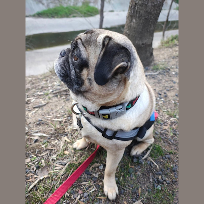 Photo of Tex