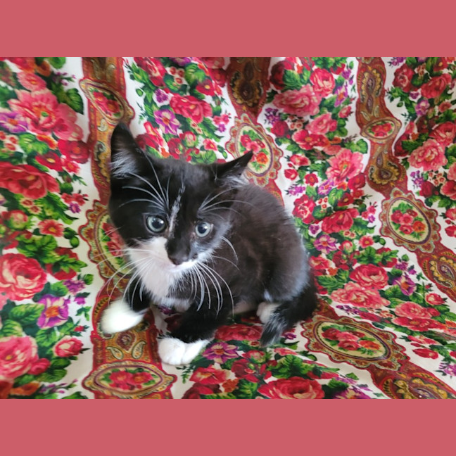 Photo of Beetlejuice 