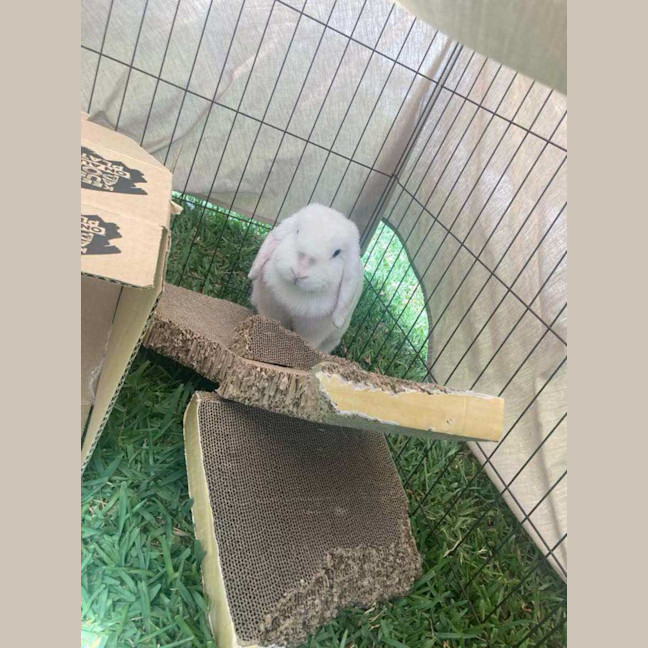 Photo of Christina Agu Hare A