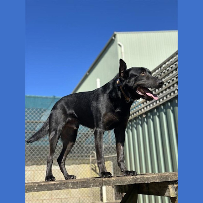 Photo of Jock