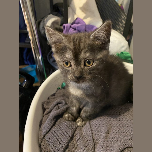 Photo of Grayson