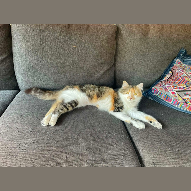 Photo of Tilly   In Foster In Bentleigh East