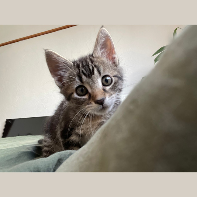 Photo of Remi