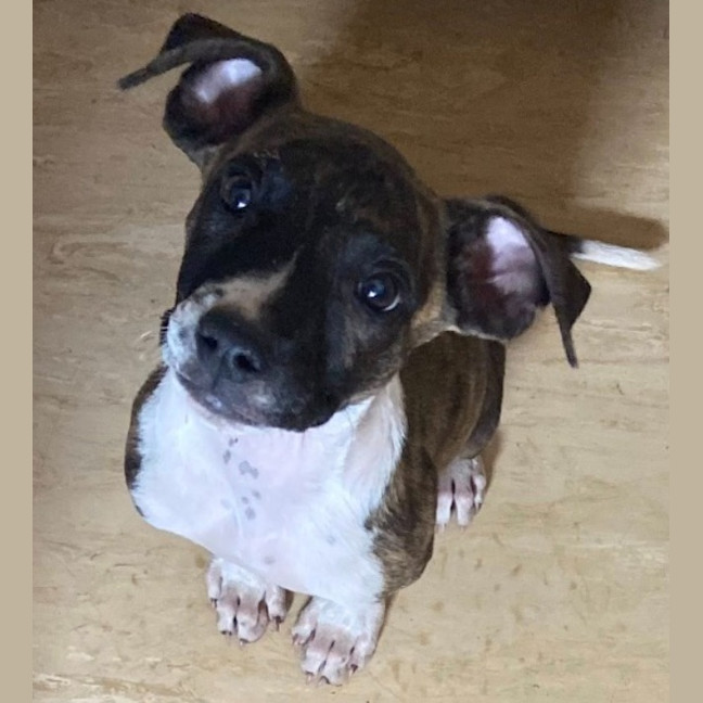 Photo of Bruno