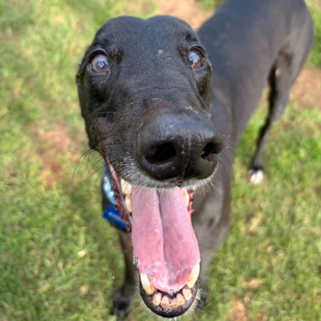 Photo of Kingston The Greyhound