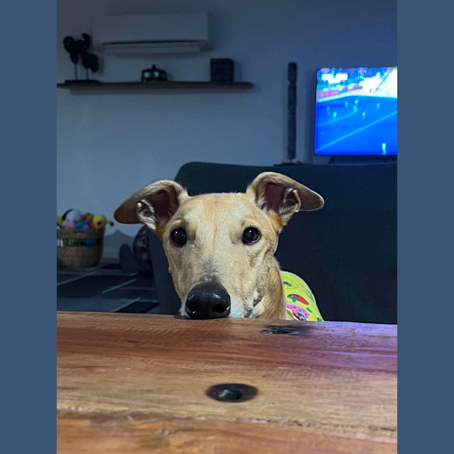 Photo of Rusty, The Greyhound
