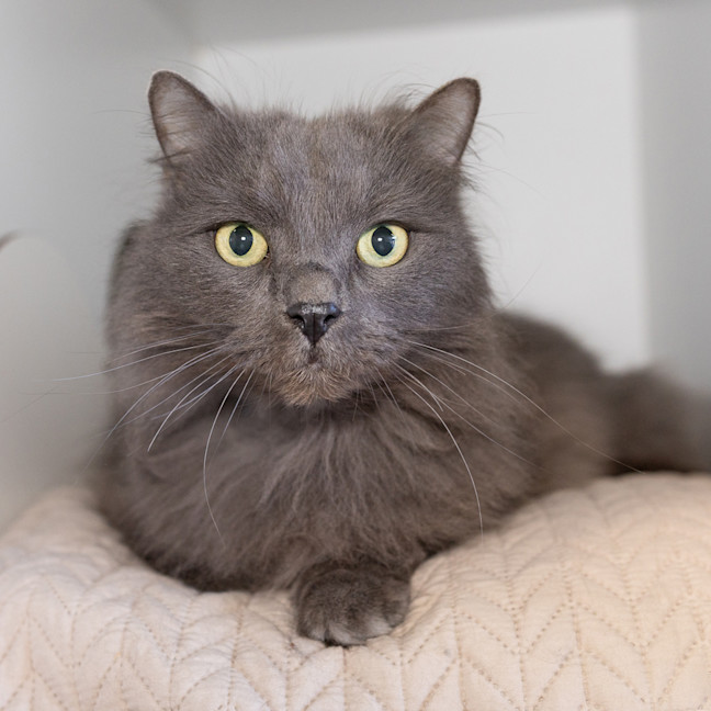 Photo of Cujo