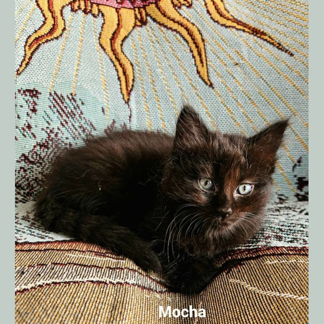 Photo of Mocha