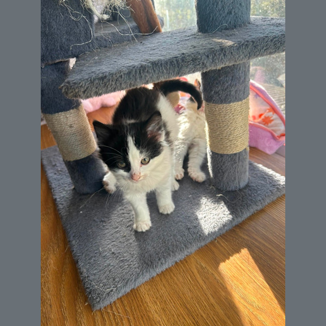 Photo of Berlioz   11 Week Old Domestic Long Hair