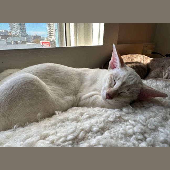 Photo of Moses