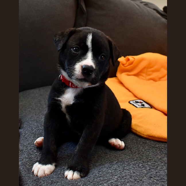 Photo of Seltzer