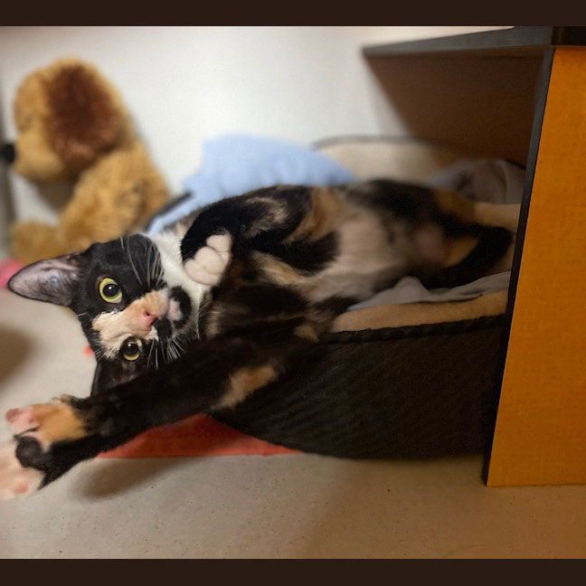 Photo of Squeak