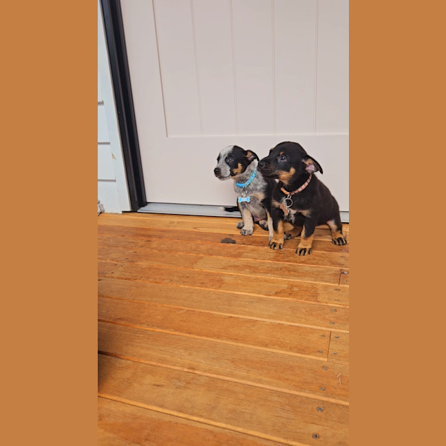Photo of Roo   7 Week Old Cattle Dog X Kelpie
