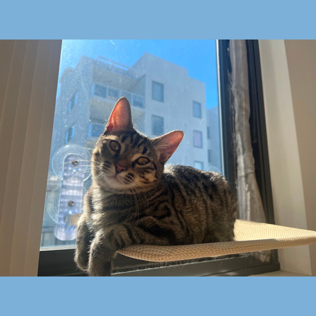 Photo of Moi Moi