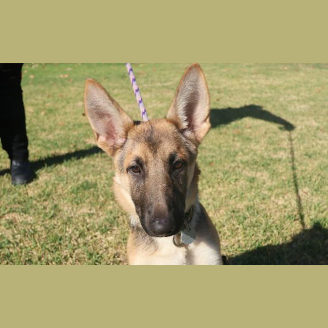 Photo of Axel