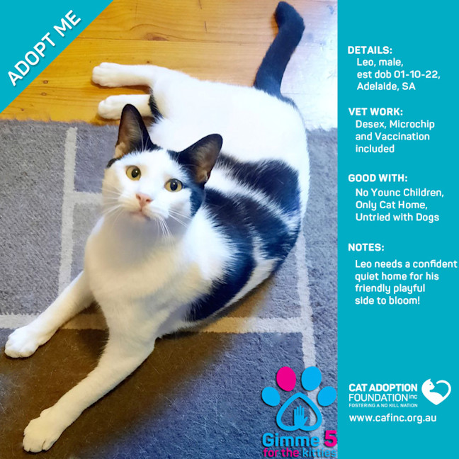 Photo of Leo Only $39 Limited Time!