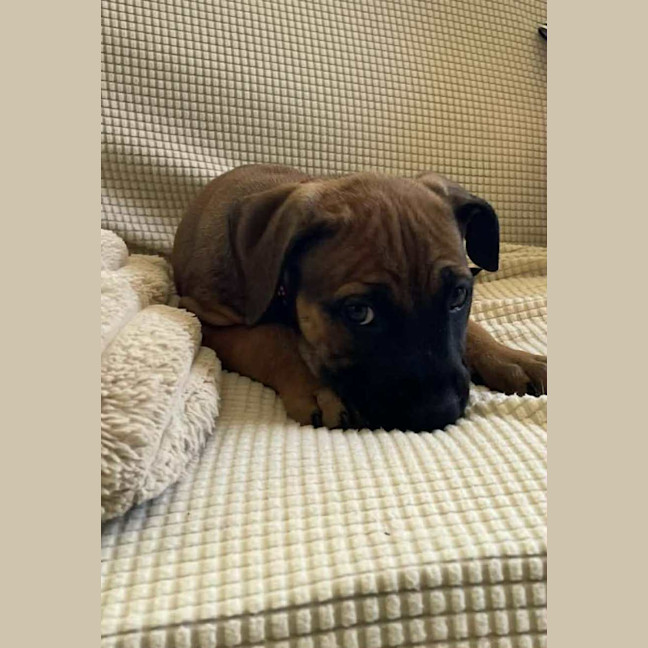 Photo of Spike   11 Week Old Kelpie X