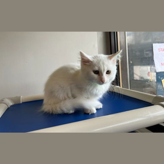 Photo of Lily