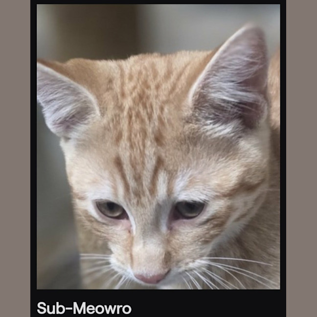 Photo of Submeowro