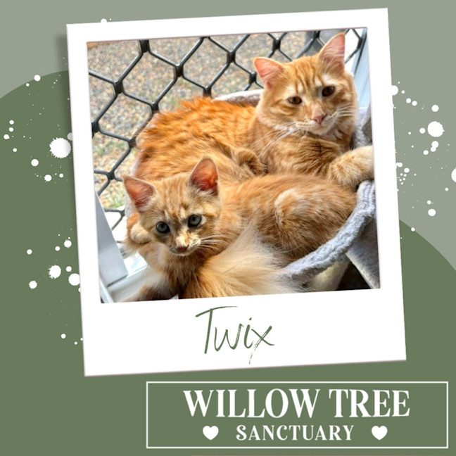 Photo of Twix