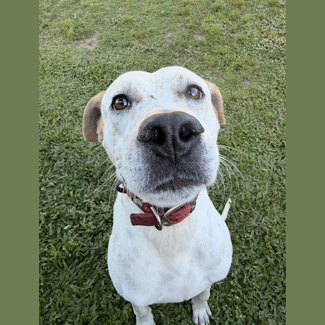 Photo of Snickers