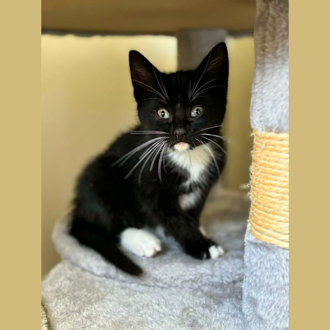 Photo of Tux  ** 2nd Chance Rescue **