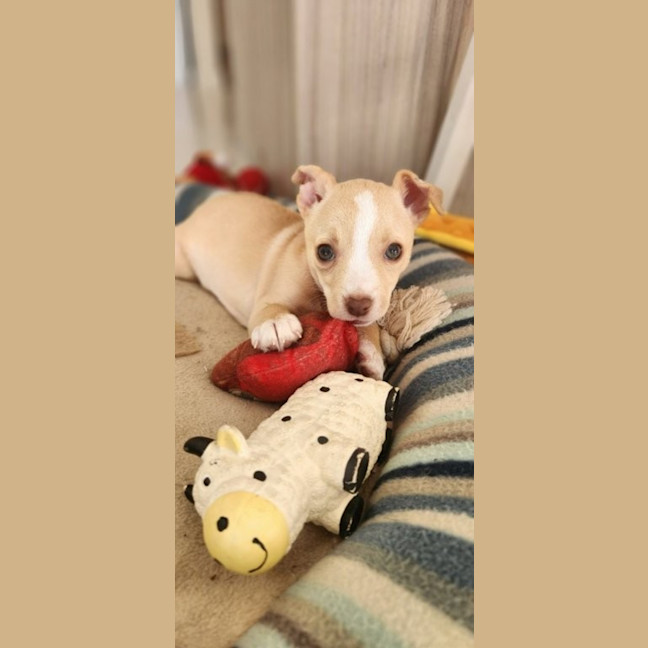 Photo of Matisse   8 Week Old Maltese X