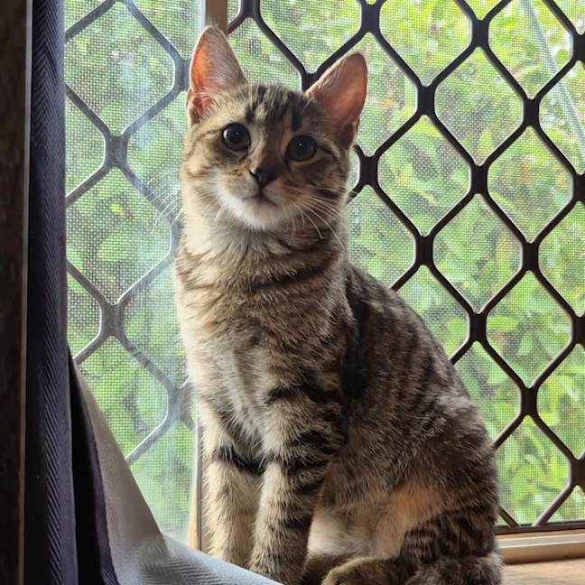 Photo of Boba