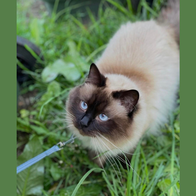 Photo of Milo & Luna