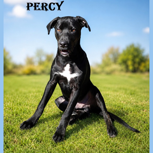 Photo of Percy