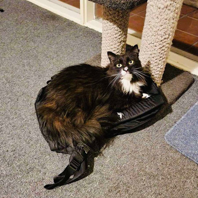 Photo of Kormos   Located In Thornbury