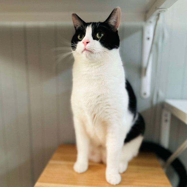 Photo of Luffy   Located In Preston