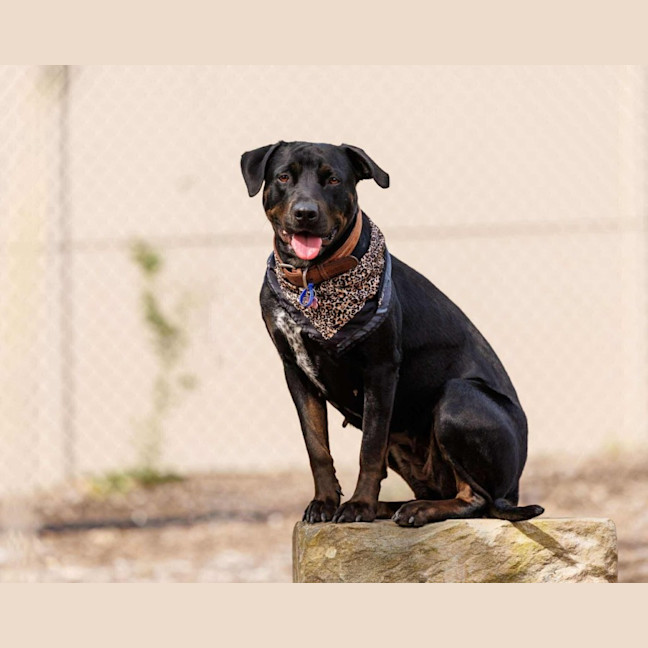 Photo of Macy   2 Year Old Rottweiler X
