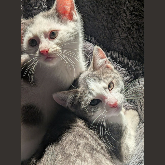 Photo of Grogu   In Foster Care In Ashburton