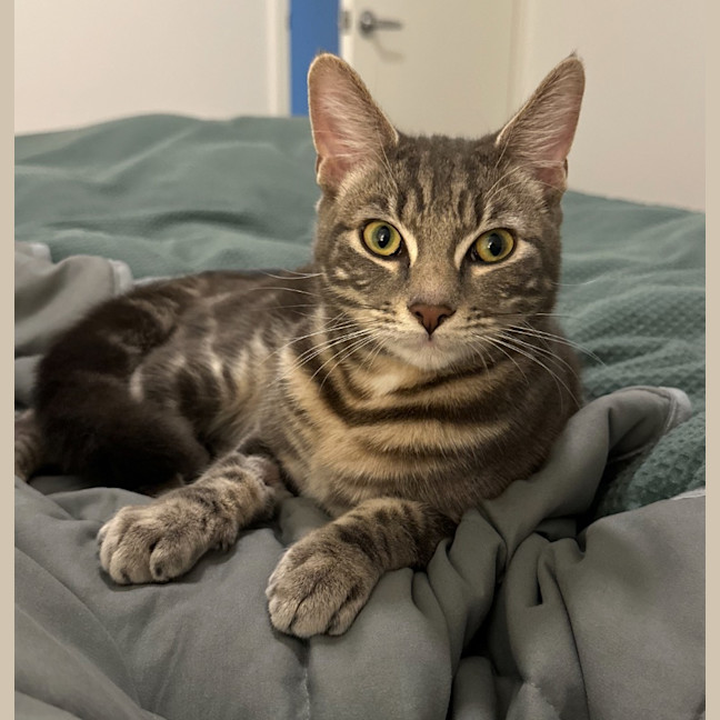 Photo of Rollo