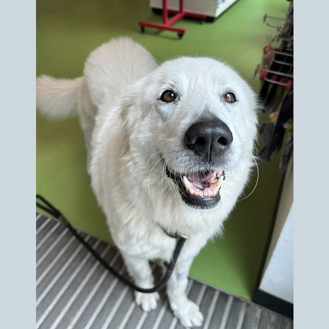 Photo of Nellie