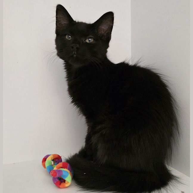 Photo of Vader