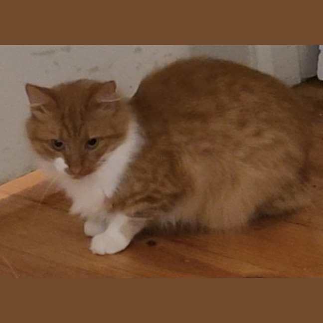 Photo of Biscotti