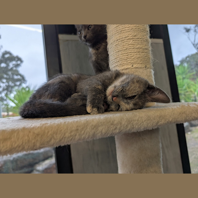 Photo of Clotho