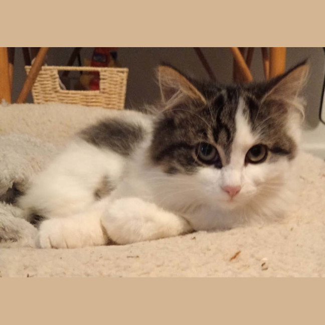 Photo of Stormy Von Bunny Bum 