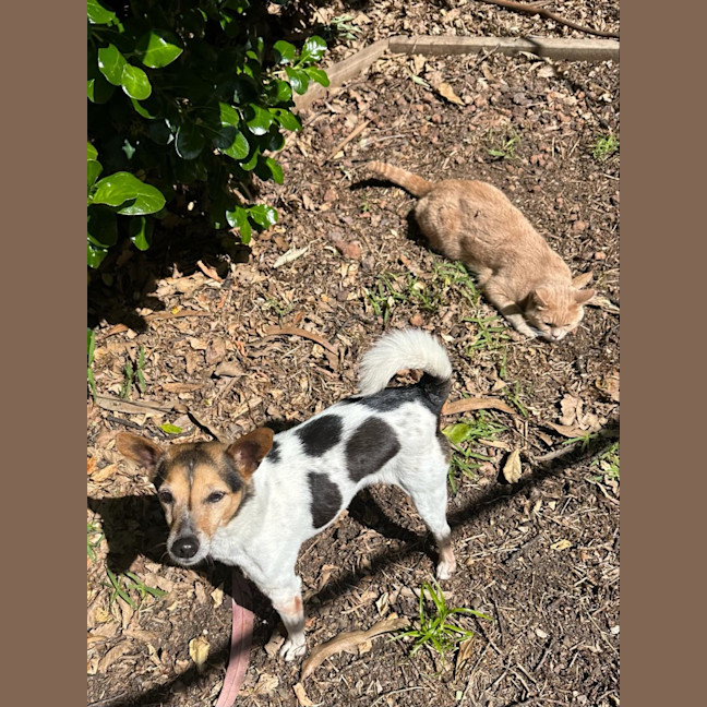 Photo of Milo
