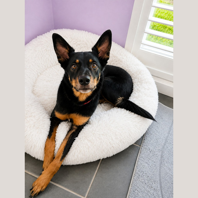Photo of Cooma   6 Year Old Kelpie