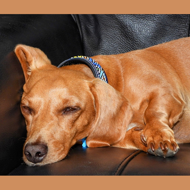 Photo of Rusty (Was Dusty)