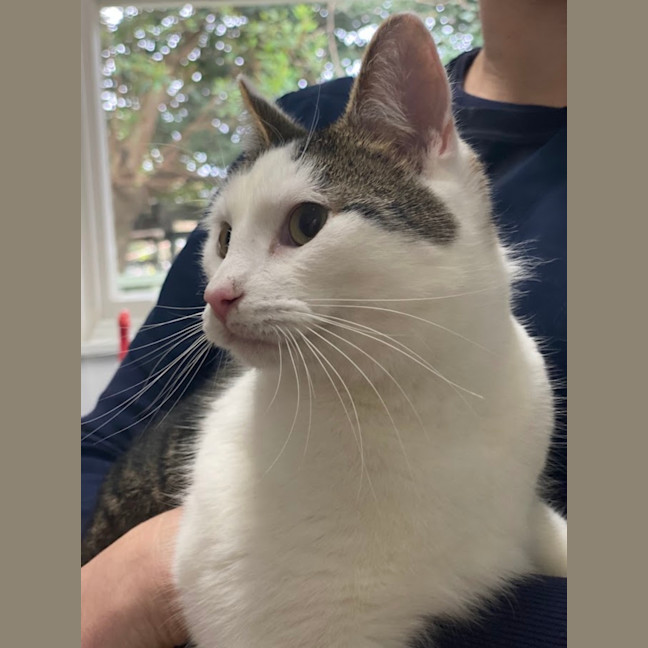 Photo of Cosmo